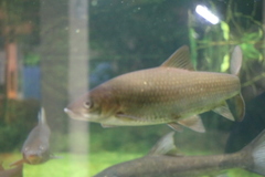 Cheilobarbus capensis