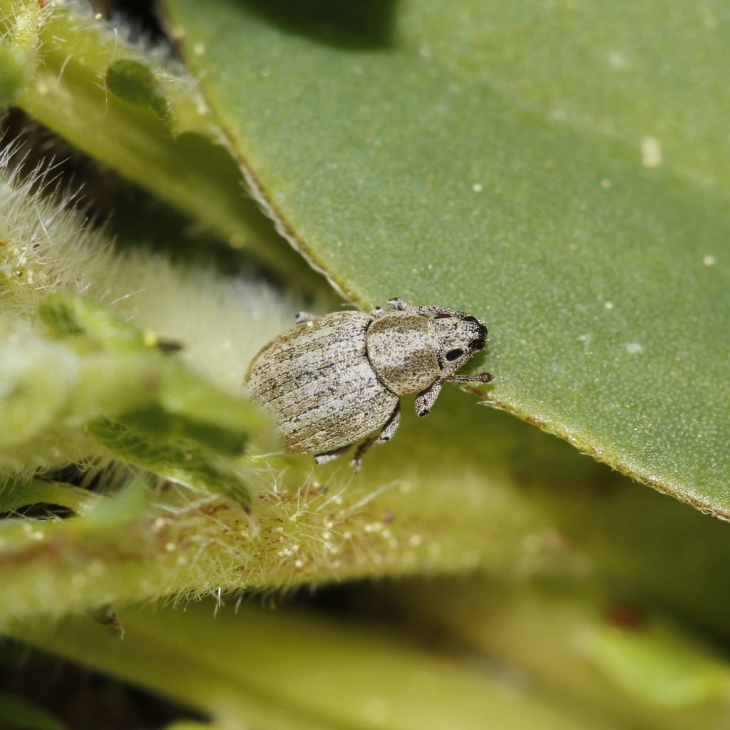 Centricnemus leucogrammus