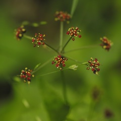 Thaspium trifoliatum trifoliatum