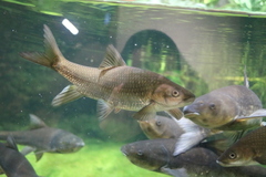 Cheilobarbus capensis