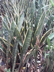 Sansevieria