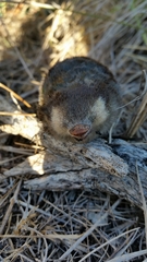 Chrysochloris asiatica