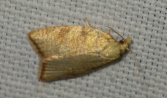 Aleimma loeflingiana