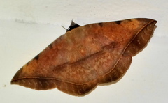 Hypopyra capensis