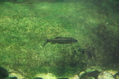 Pseudobarbus burchelli