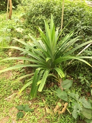 Pandanus amaryllifolius