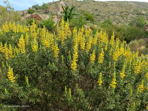 Ononis speciosa