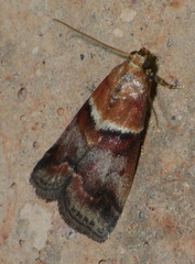 Acrobasis repandana