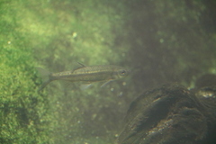 Pseudobarbus burchelli