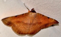 Hypopyra capensis