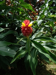 Costus barbatus