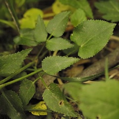 Thaspium trifoliatum trifoliatum
