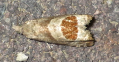 Notocelia uddmanniana