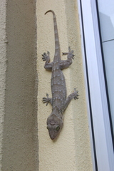Gekko smithii