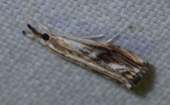 Catoptria verellus