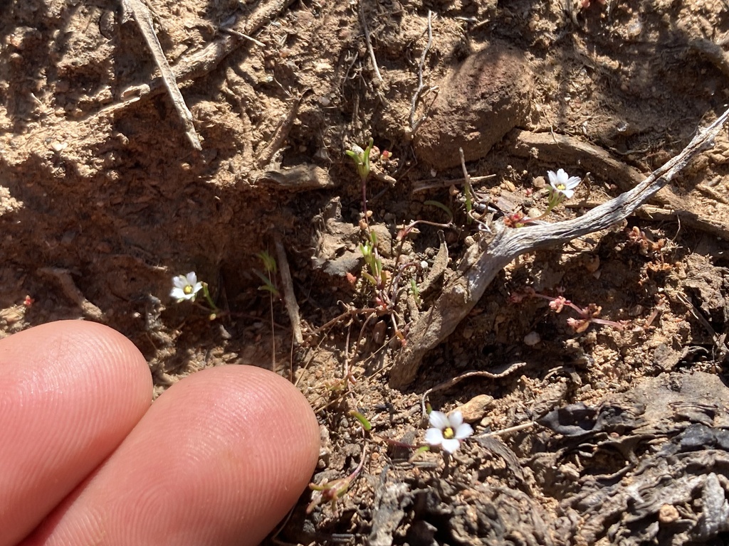 Linanthus uncialis