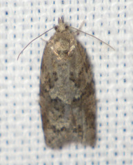 Cnephasia incertana