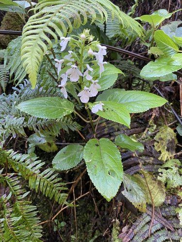 Phyllostegia ambigua observed 2024-04-16
