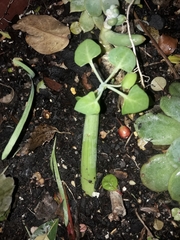 Baculellum articulatum