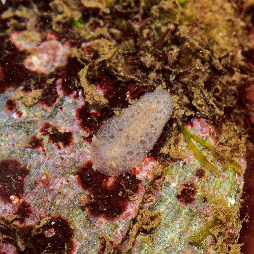 Spotted Foot Nudibranch