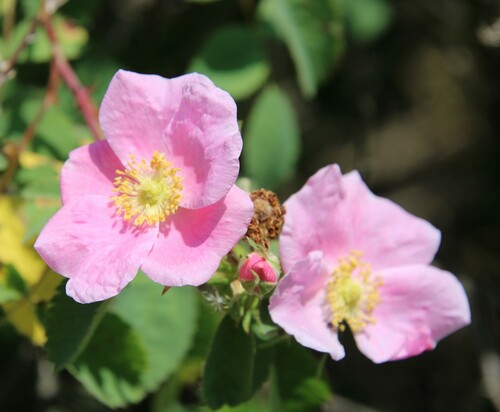 iNaturalist observation photo of California Wild Rose