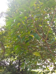 Aquilaria malaccensis