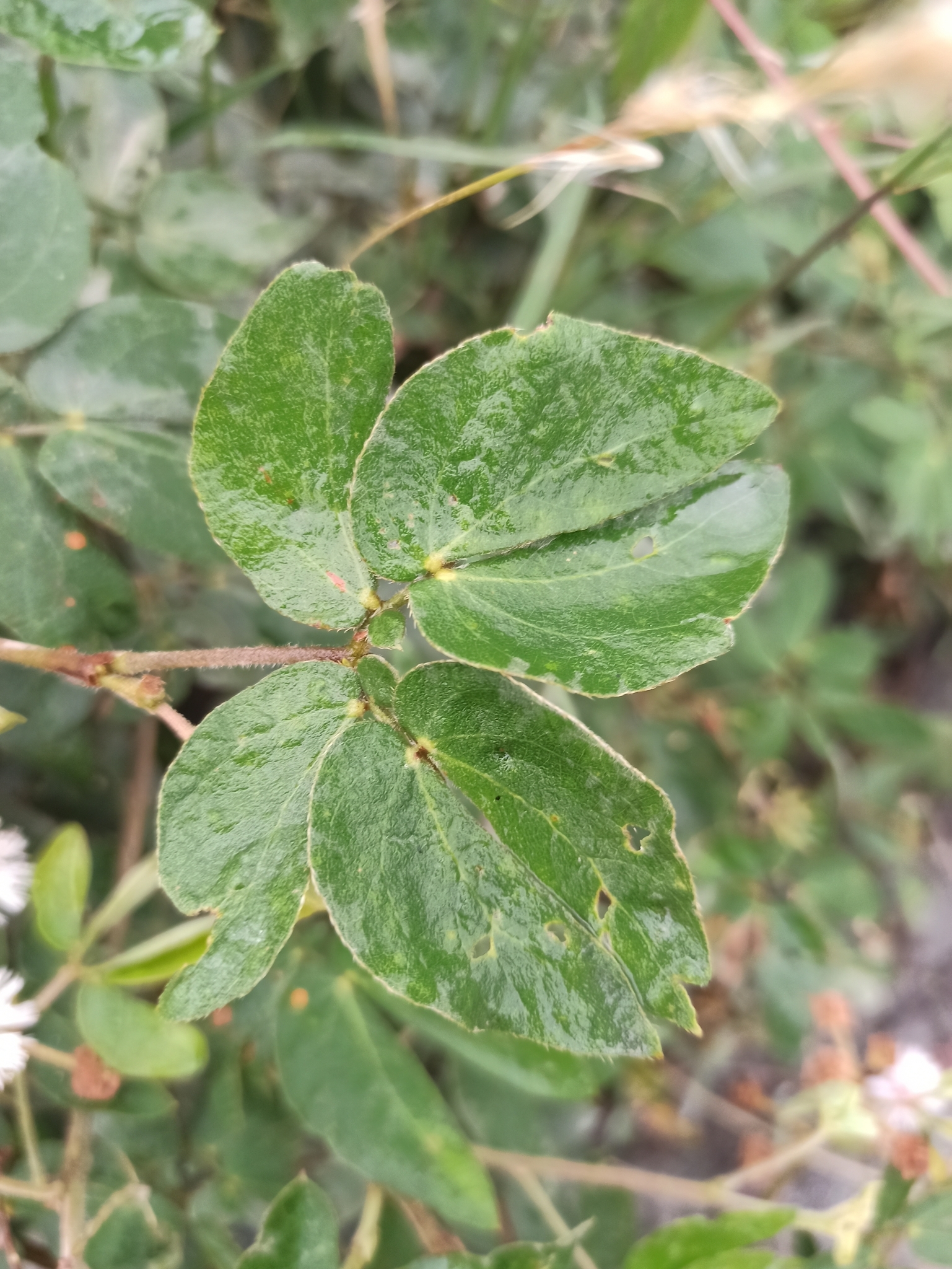 Mimosa albida image