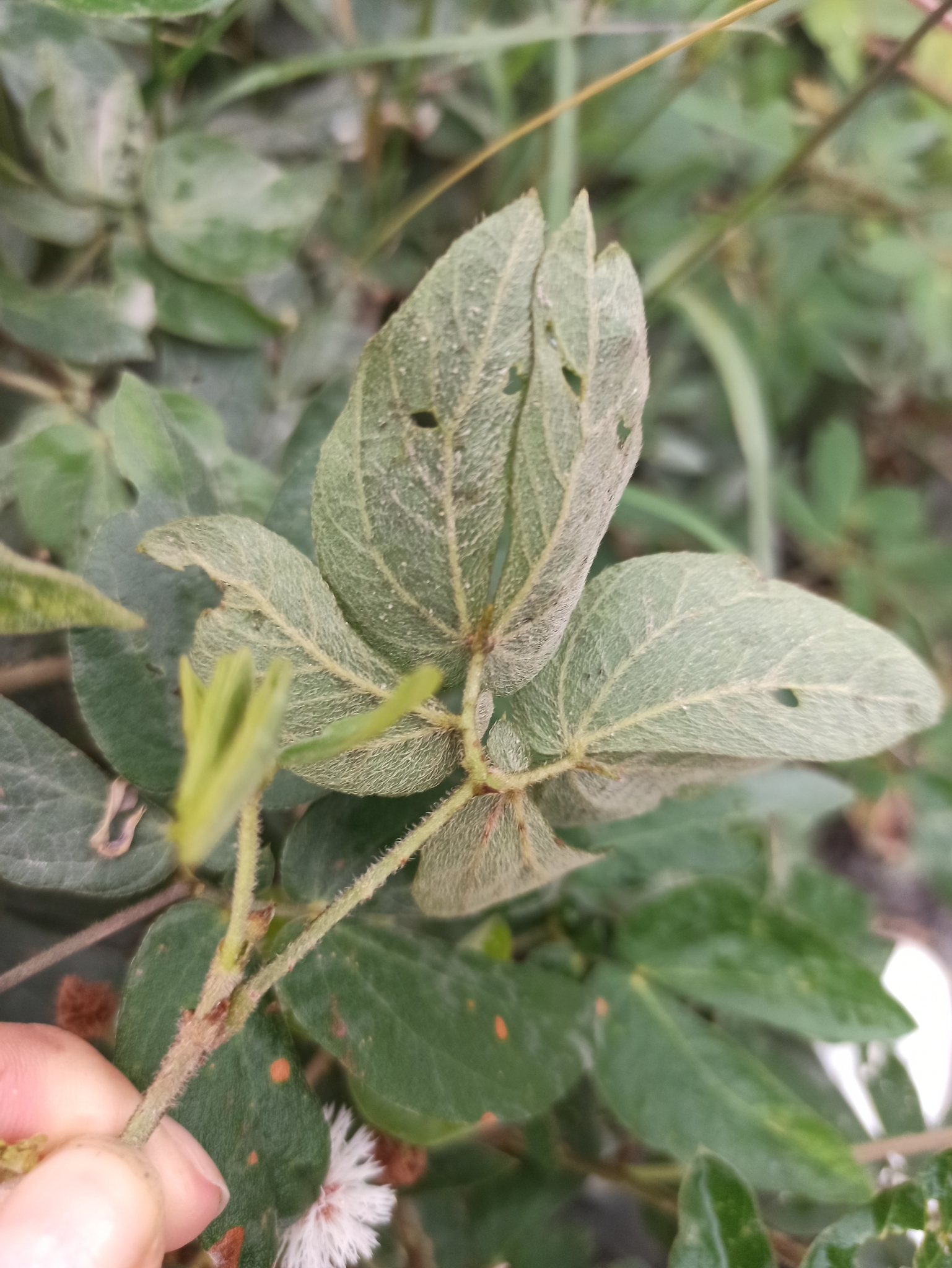 Mimosa albida image