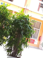 Dracaena surculosa
