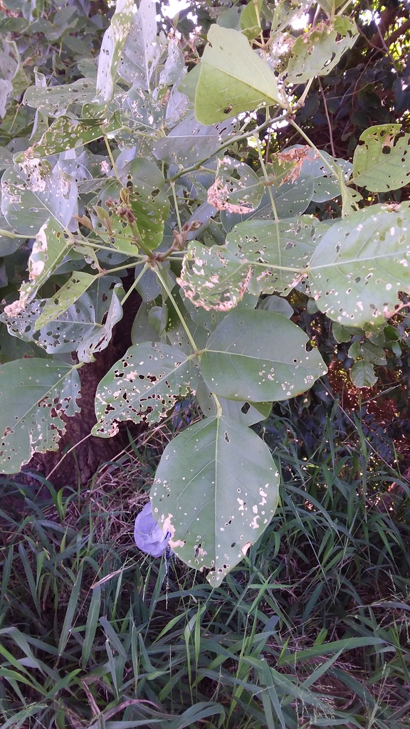 Foto de Mulungu