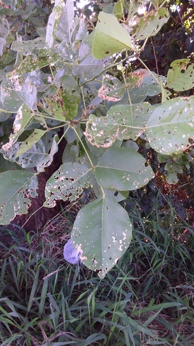 Mulungu