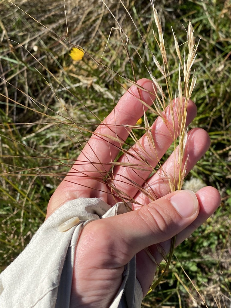 Austrostipa nivicola from Bimberi Nature Reserve, Cotter River, ACT, AU ...