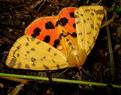 Diacrisia purpurata