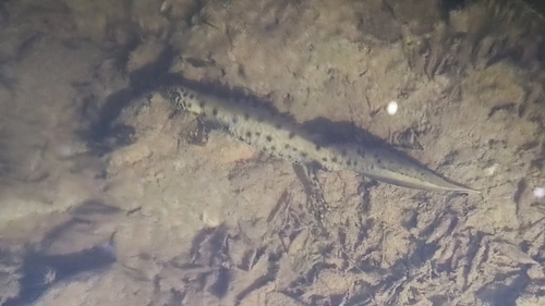 Great Crested Newt, Gelderland, NL, photo 8 of 10