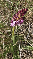 Orchis purpurea