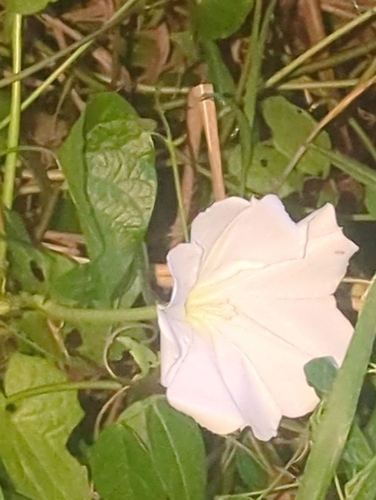 Ipomoea alba