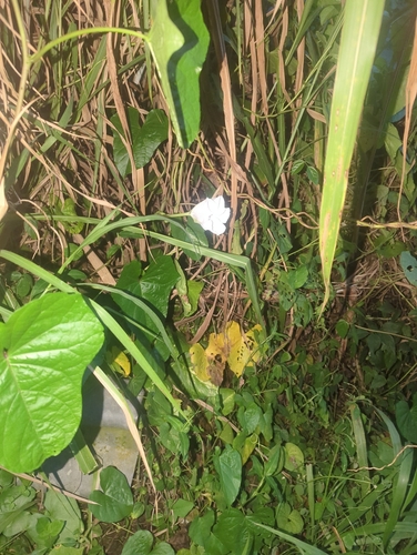 Ipomoea alba