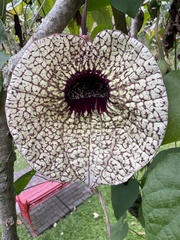 Aristolochia grandiflora image