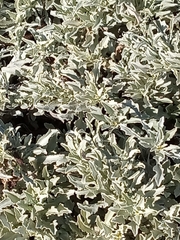 Arctotis stoechadifolia