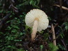 Lepiota pseudoasperula - Photo (c) Justin Paulin, some rights reserved (CC BY), uploaded by Justin Paulin