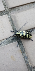 Anoplophora horsfieldii