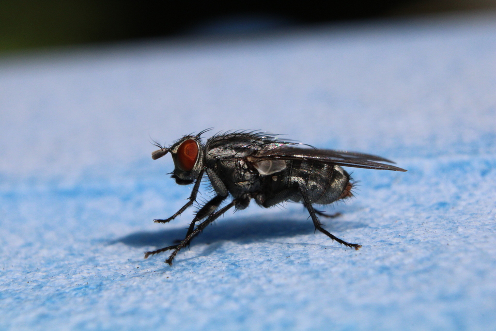 Bot Flies, Blow Flies, and Allies in April 2024 by Matthew Lindsey ...