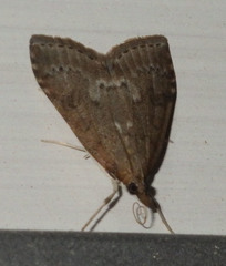 Udea prunalis