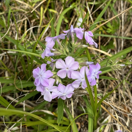 Phlox pilosa