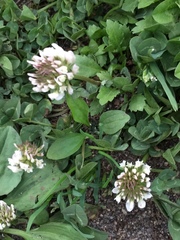 Trifolium repens