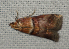 Acrobasis repandana
