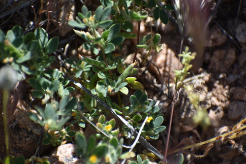Image of Acmispon brachycarpus by no rights reserved