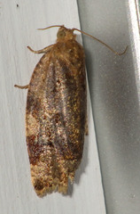 Archips xylosteana