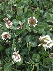 Trifolium repens