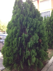 Platycladus orientalis